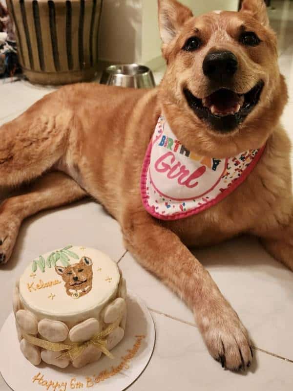 Customized Dog Cake - Image 28