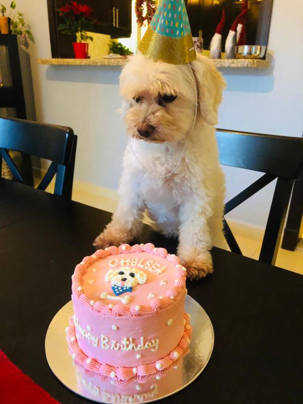 Customized Dog Cake - Image 17