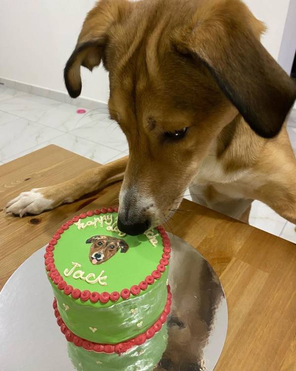 Customized Dog Cake - Image 13