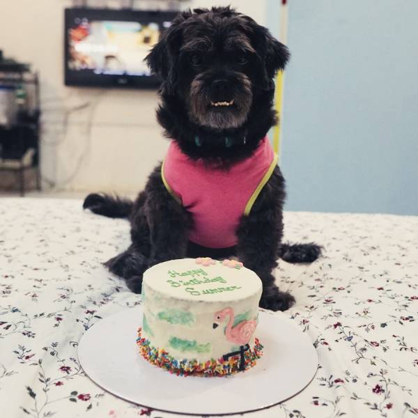 Customized Dog Cake - Image 23