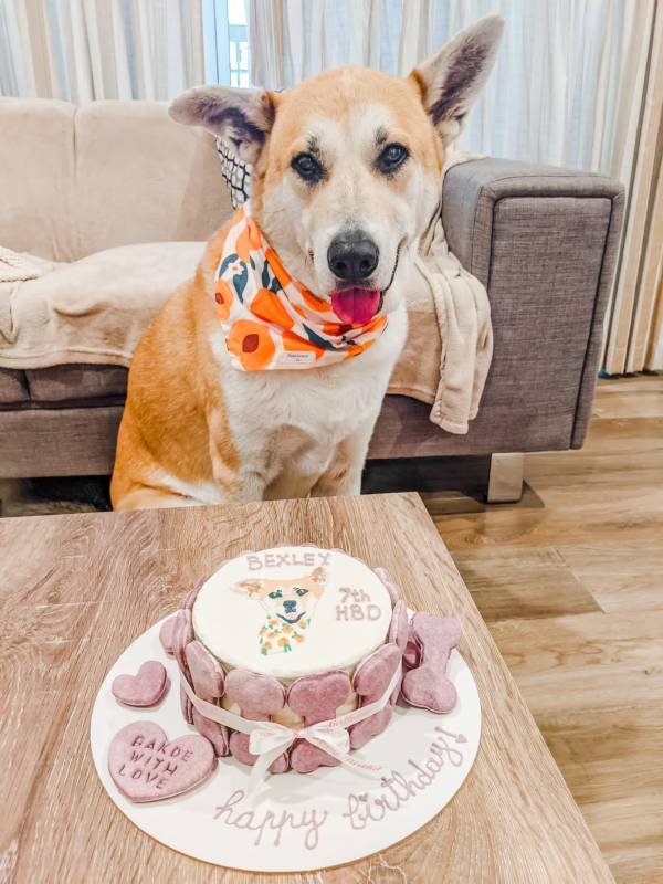 Customized Dog Cake - Image 19