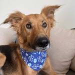 Gotcha day dog bandana dog apparel hakuna matata dog treats