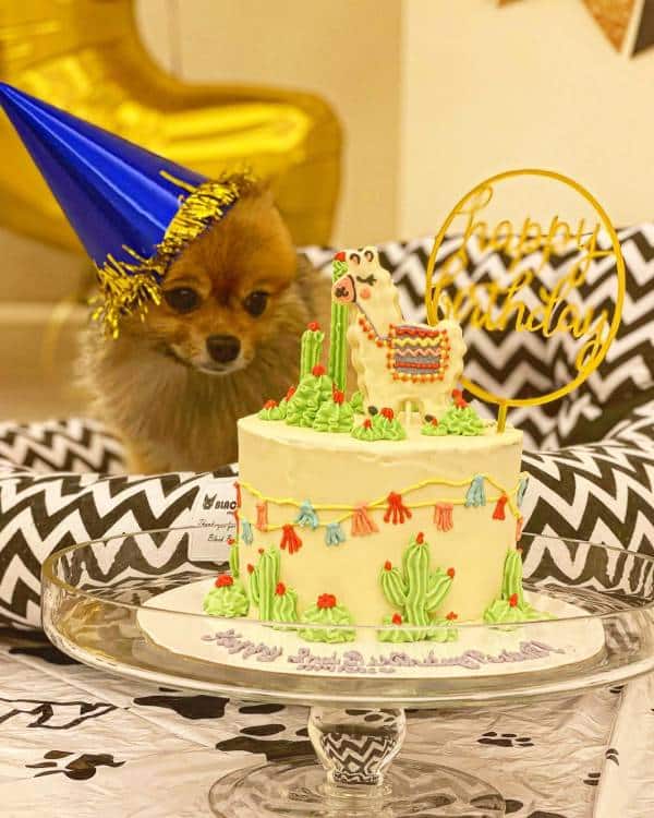 Alpaca Fiesta Cake for dog birthdays - Hakuna Matata Dog Treats and Cakes