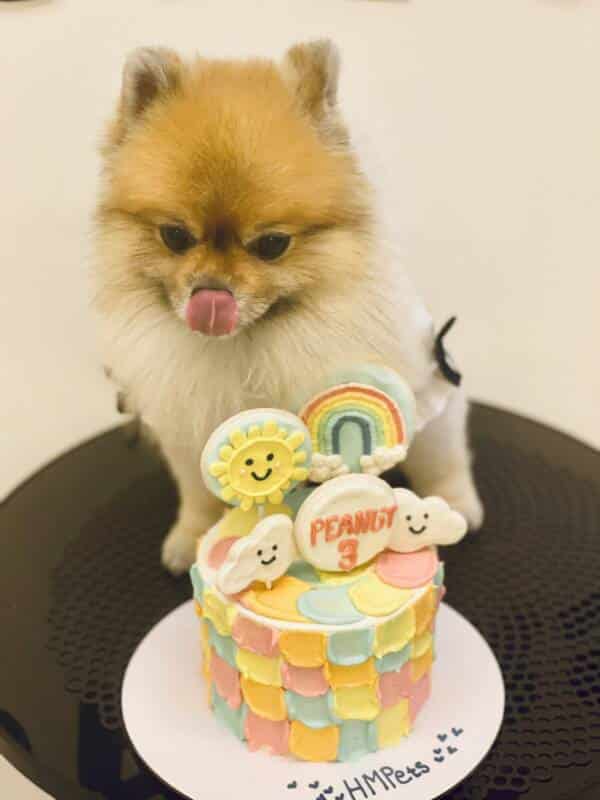 Peanut with our My Sunshine Cake - dog birthday cake - Hakuna Matata dog treats and dog cakes - Doha Qatar